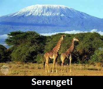 serengeti 1