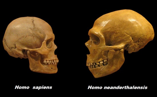 homo-sapiens-and-neanderthalensis
